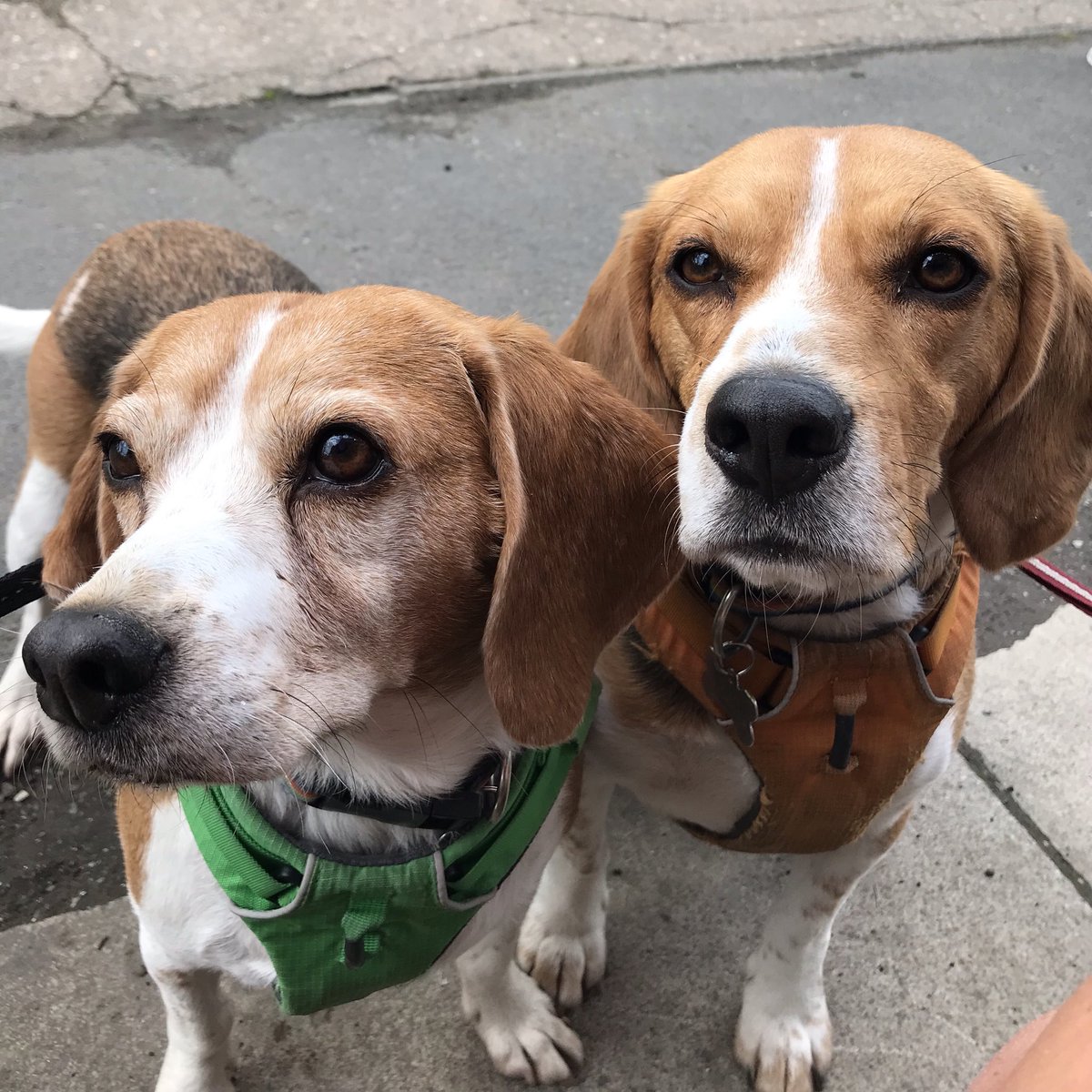 Me &amp; my brother Alvin on our walk last week....waiting for scones. Seems the vet lady said I was a bit chunky so am on a diet 🤦‍♀️🤦‍♀️🤦‍♀️🤦‍♀️