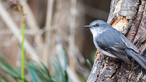 DWER_WA's tweet photo. Did you know that the online IBSA portal has over 265 flora and fauna surveys for you to explore? Helping you learn more this International Day for Biological Diversity! @_WABSI #IBD2019 #Biodiversityday https://t.co/WdR45HjSAM https://t.co/OIDWFc3RIf