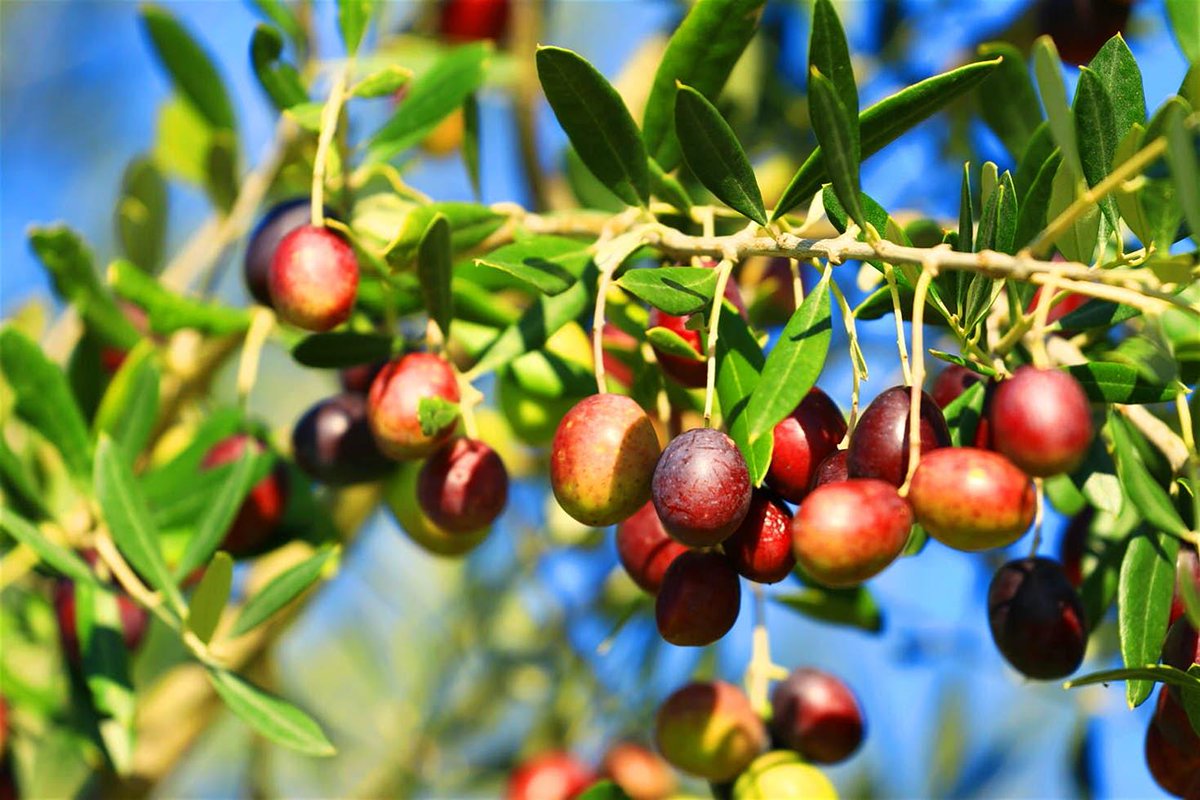 From dining on fresh seafood and hunting for truffles, to tasting top-quality extra virgin olive oil, wines and spirits, Istria offers some of Croatia’s best foodie experiences: lptravel.to/FvsWBA by <a href="/go_AnnaT/">Anna Tyler</a> #BestinEurope