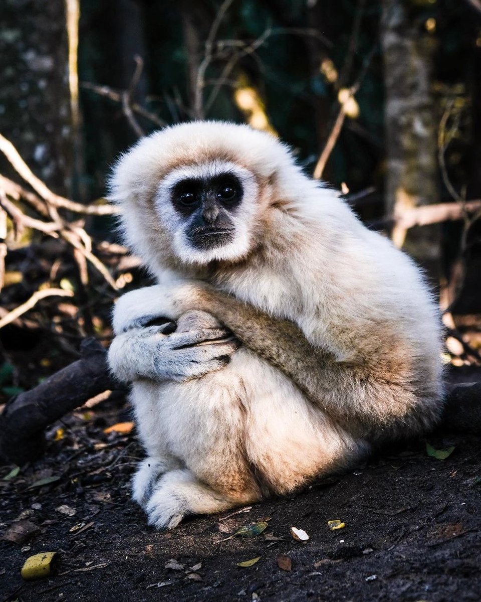 GoTouchDown's tweet image. The sheer beauty of South Africa can be overwhelming at times. Luckily, there's always a wise primate on standby to help
_
 📷|IG| camillie_gac
_

#GoTouchDown #PictureOfTheDay #HolidaySpirit #TouchdownGroup # #RoamTheWorld #TravelAddict #AfricanLover #AnimalLover #SouthAfrica
