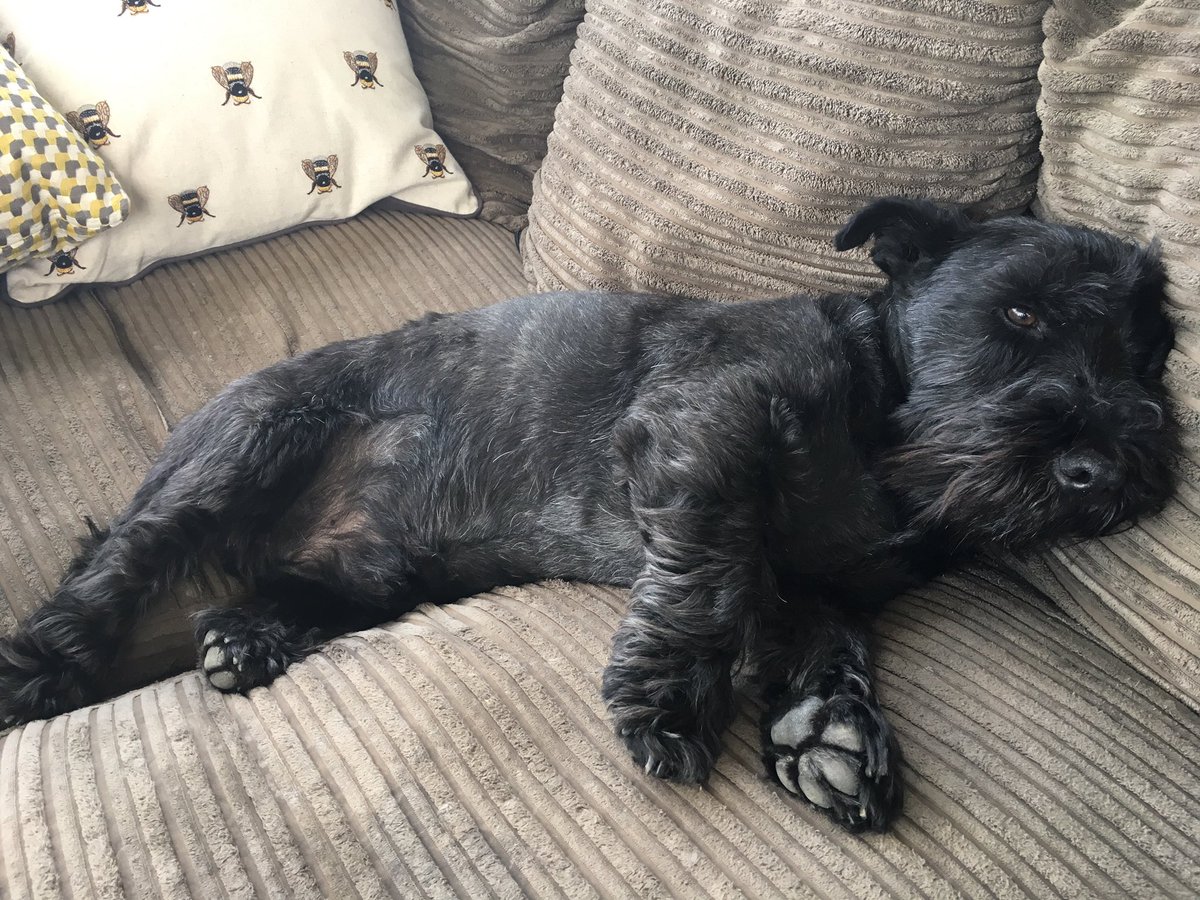 BaileyHJoinery's tweet photo. Bertie taking a little rest after a busy morning meeting visitors @BaileyHJoinery 
Plus a pinch of chasing pigeons (unsuccessfully) https://t.co/GipOLp4Em6