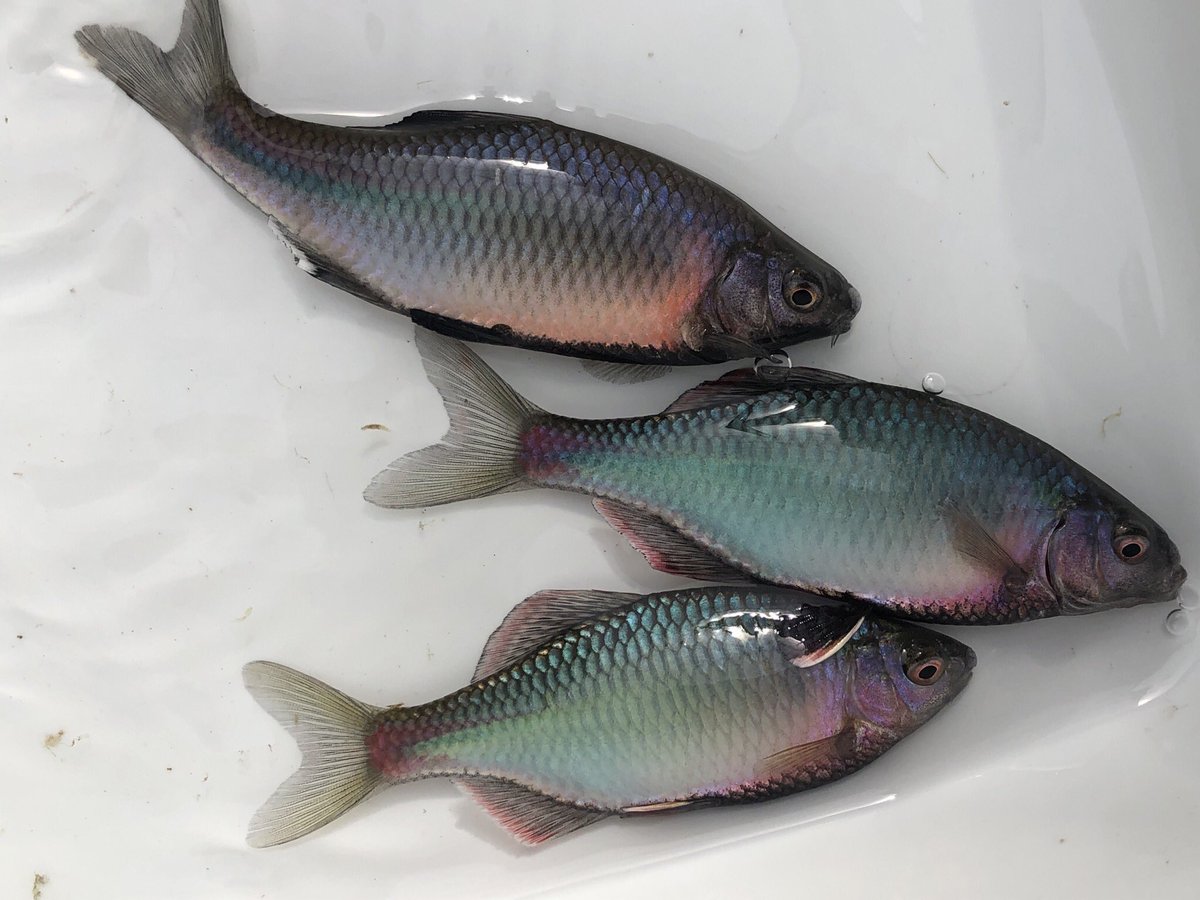 今朝収穫のタナゴ(マタナゴ)&アカヒレタビラ。これぞ、という発色。