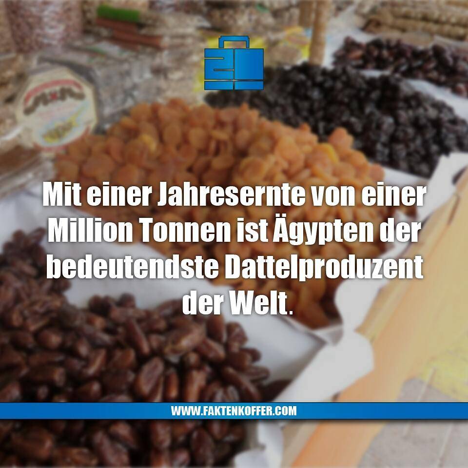 Faktenkoffer's tweet photo. 5 Kilo bitte, zum hier essen.

#faktenkoffer #fakten #fakt #ägypten #egypt #urlaub #ferien #reise #reisen #produktion #produzent #ernte #bauer #bauern #kilo #tonnen #palme #palmen #dattel #datteln #dattelpalme #lecker #süß #essen #nachtisch #obst #frucht #gesund #ramadan #iftar https://t.co/ZVmKdh5Hma