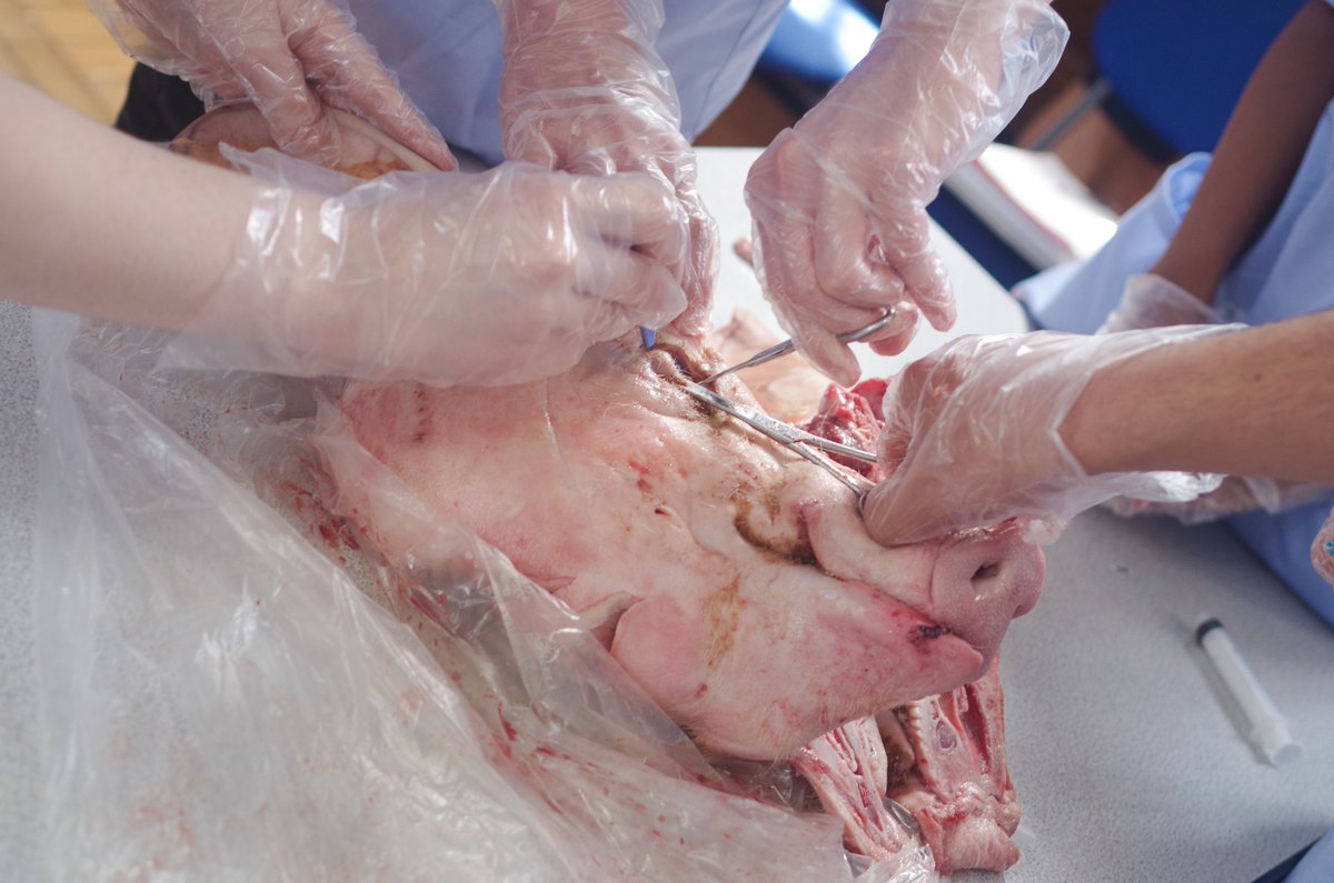 medsocevents's tweet photo. Book onto our exciting and utterly gruesome Operating Theatre Live in Hackney @PetcheyAcademy next Wednesday 29th May 2019. See what it is like working as a world class surgeon and learn dissection techniques #Hackney #EducationMatters #anatomyanddissection https://t.co/F8FE5LFBYN