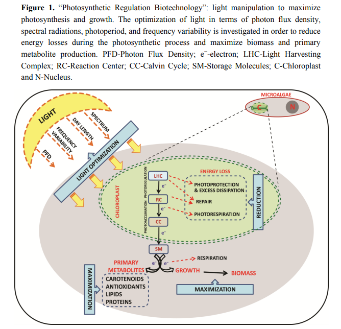 Science_Open's tweet photo. ‘The Challenge of #Ecophysiological #Biodiversity for #Biotechnological Applications of #Marine #Microalgae’ an @MDPIOpenAccess @Marine_Drugs article on #ScienceOpen. #BiodiversityDay
https://t.co/Y3acrammyi https://t.co/Ard5iHxwiG
