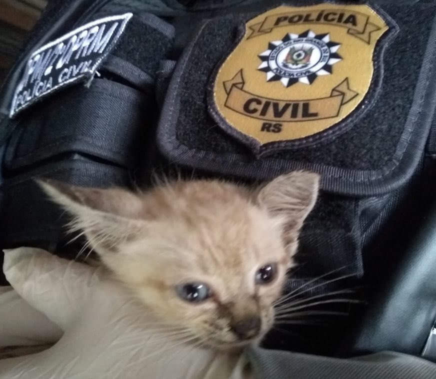 delmariosouza's tweet photo. PC/RS - DPM - 2 DPRM - 4DP CANOAS
Com apoio da Secretaria do Meio Ambiente de Canoas e CBEA
OPERAÇÃO ARCA
#OpArca
Ação permanente contra os maus tratos aos animais
19 Gatos e cães resgatados, apreendidos e encaminhado para cuidados médicos veterinários
Uma pessoa foi autuada https://t.co/fFf6XXxxB3