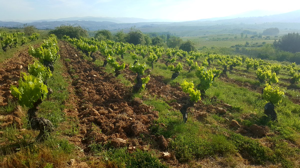 bodegaAkilia's tweet photo. Villarin https://t.co/XBUUrOjnBu
