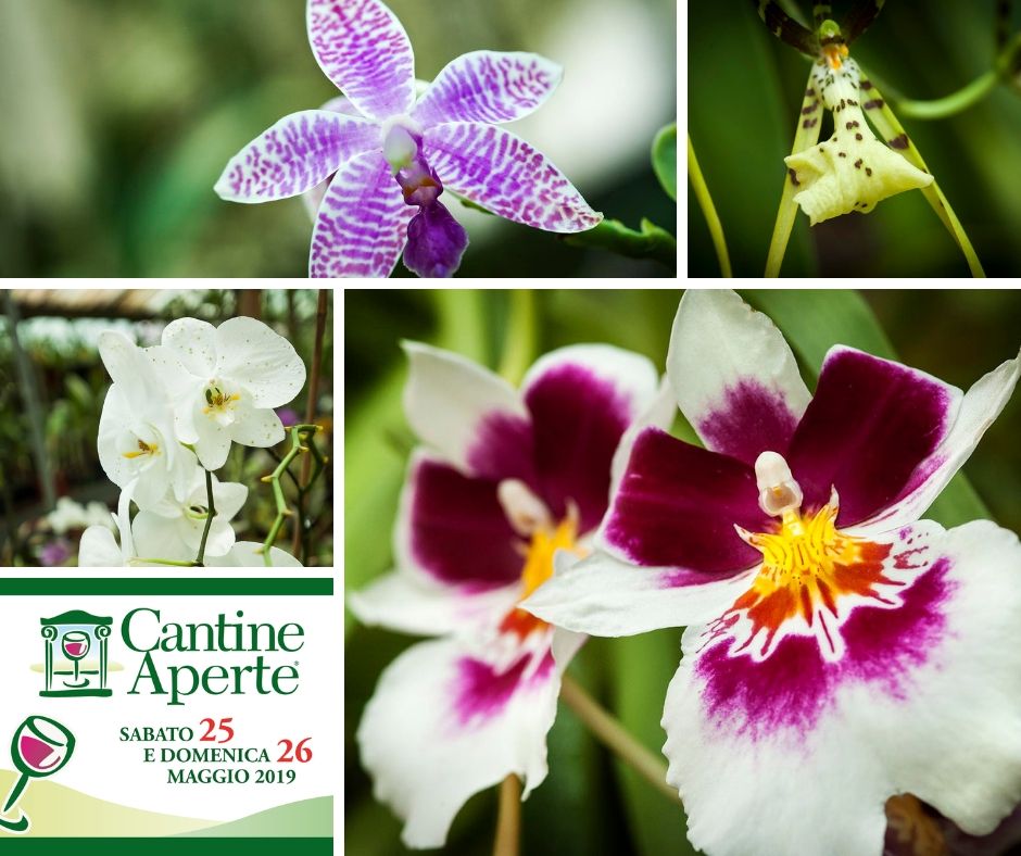 Vini Vistorta tweet media