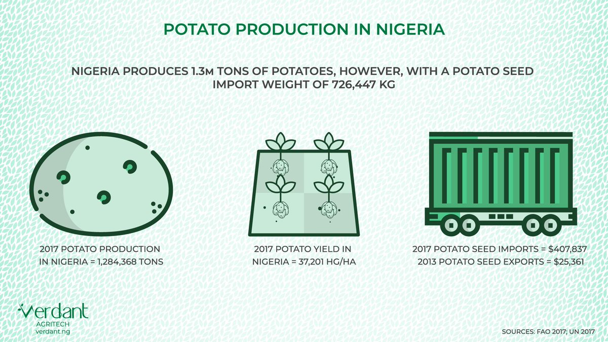 Nigeria produces 1.3M tons of potatoes, however, with a potato seed import weight of 726,447 kg. 🥔

#agriculture #agritech #foodsecurity