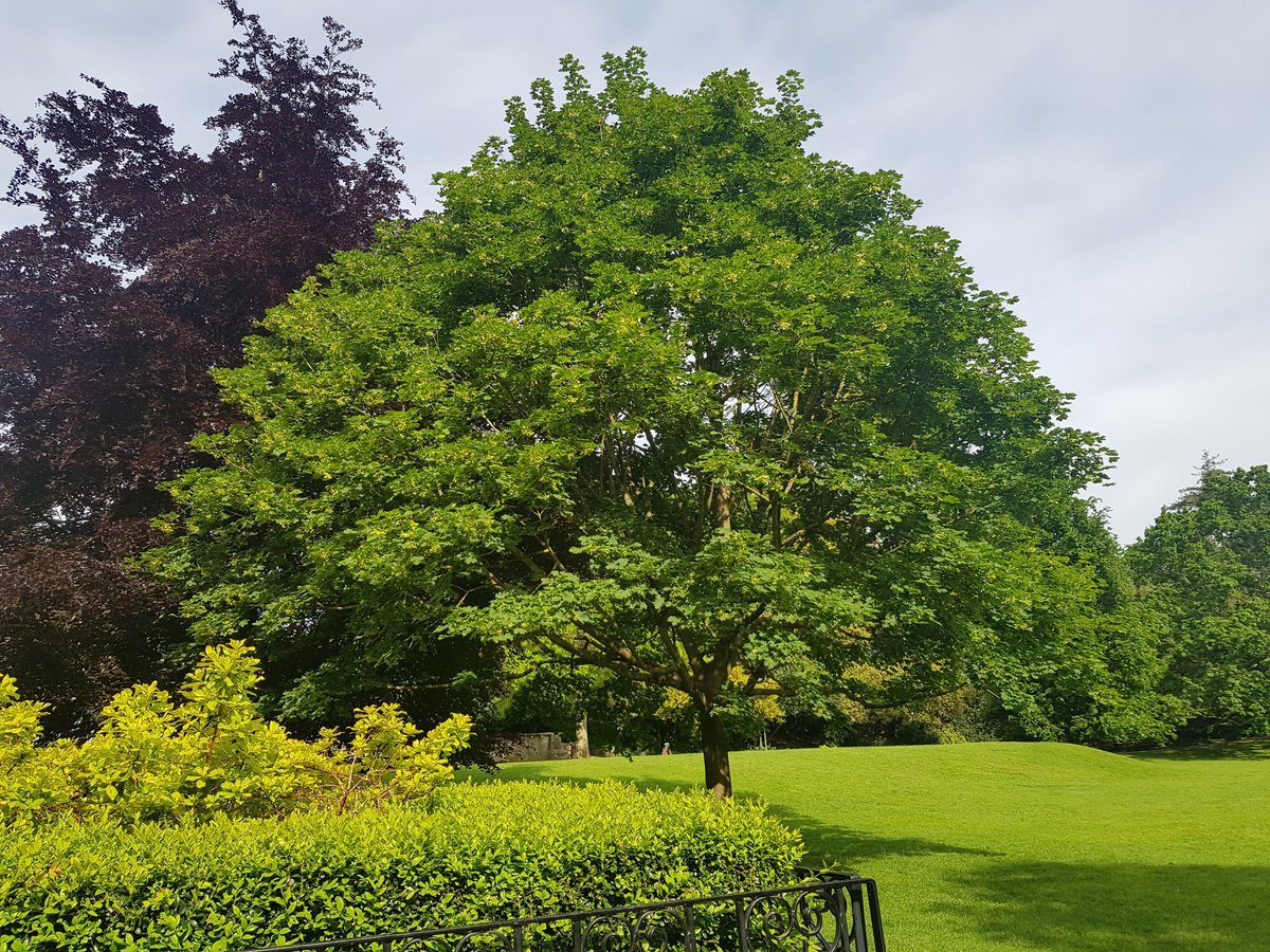 rli22's tweet image. I have marked #exams in worse places... #setthescene #markingmaelstrom #tranquility #park #greenspace #StephensHouse #garden