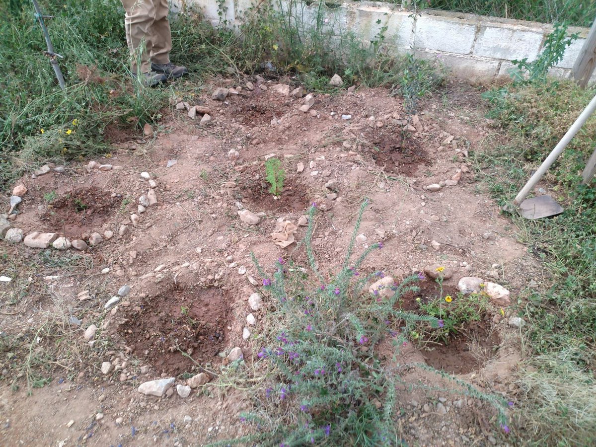 fundacionFISAT's tweet photo. Técnicos y voluntarios/as de #ProgramaAlraso participan de la iniciativa de @UCAM_Cartagena dentro del Festival Mucho Más Mayo en la acción participativa de crear y cuidar un bosque común, mediante la plantación y cuidado de varios árboles en Los Dolores #alraso #muchomasmayo https://t.co/W6YJqlKy65