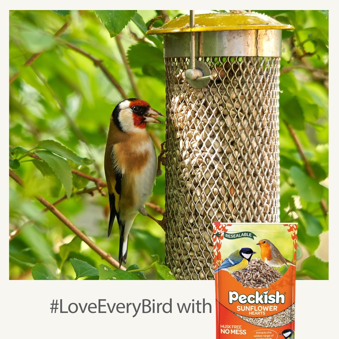 Bird food has improved drastically over the past 40 years, resulting in an increased number of birds visiting our gardens. A new report from the <a href="/_BTO/">BTO</a> has found that using high-quality seed mixes, has encouraged birds to use garden feeders. go.nature.com/2VQ6gjH
#LoveEveryBird