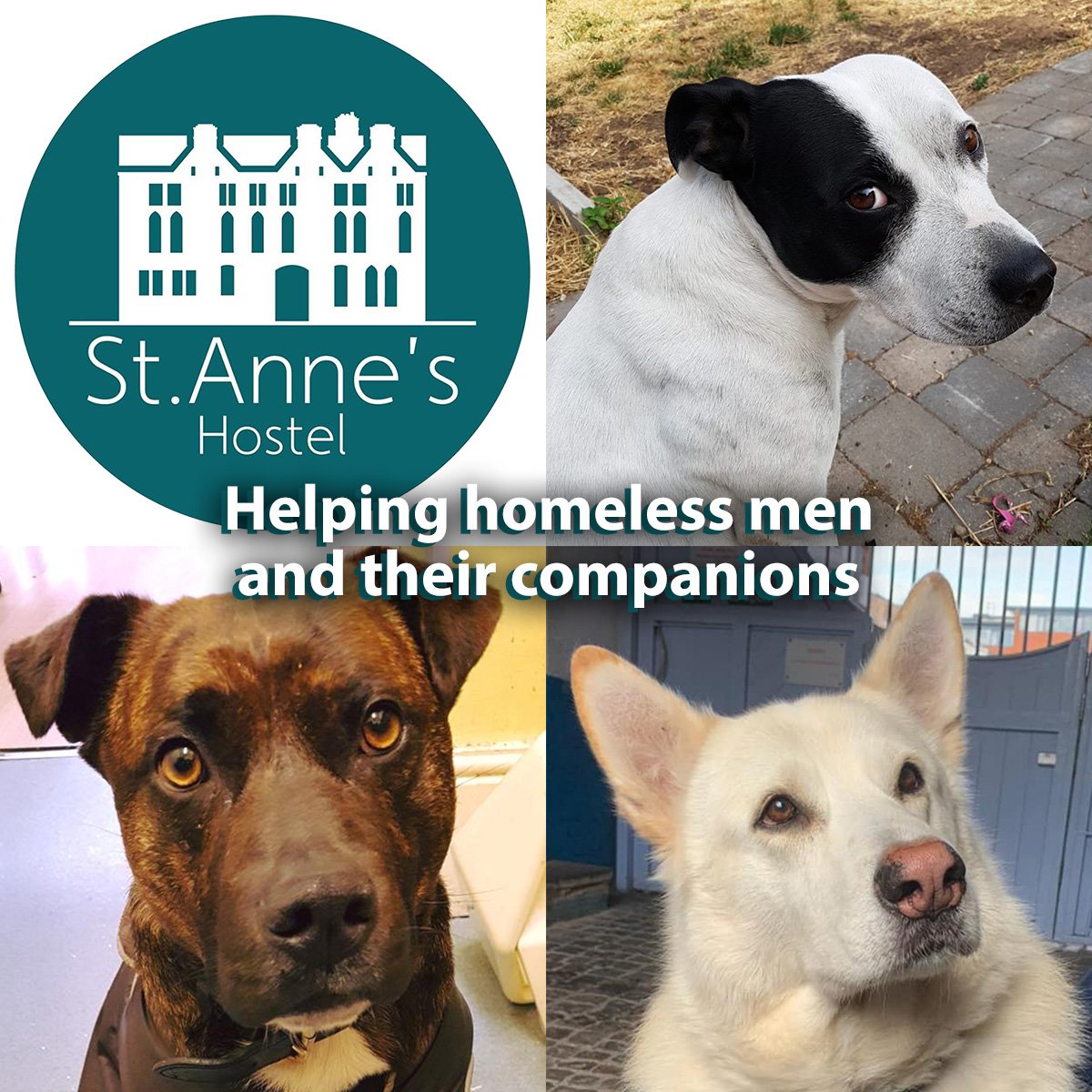 We love our furry residents at St Anne's and try our absolute best to help them and their owners find a way to get back on their feet. We can't do that without the support we receive from donations. Find out how you can help here: stannesbirmingham.org.uk/donations/