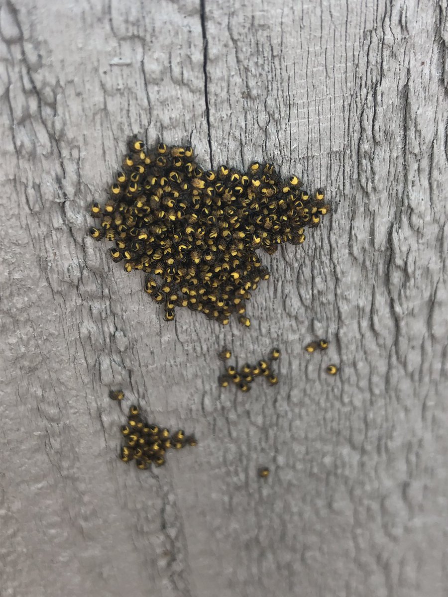 sidTHEparrot's tweet photo. 😳😬👀😫 spiders nest #ThisAintGood #Spider #SpidersNest https://t.co/Fh2SzeVlM5