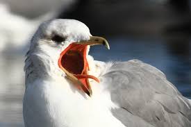 ErsatzEggs's tweet image. Ersatz Eggs - An environmentally friendly &amp;amp; humane method of reducing seagull populations in our towns and cities. urbanseagullcontrol.co.uk #seagulls #seagullpests #humanecontrol #seagullnuisance