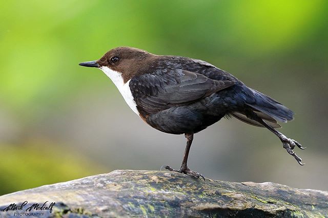 birdtracker's tweet photo. Another from yesterday with this dipper. #southayrshire #scottishwildlife #scotland #kirkmichael #dipper #bb_of_ig #allmightybirds
#bestbirdshots #excellent_nature #earthcapture
#thewildlifebiologist #Majestic_Wildlife_ #whywelovenature #birdsofinstagra… https://t.co/Q4LGAL8GDO https://t.co/zLz4EgFdIR