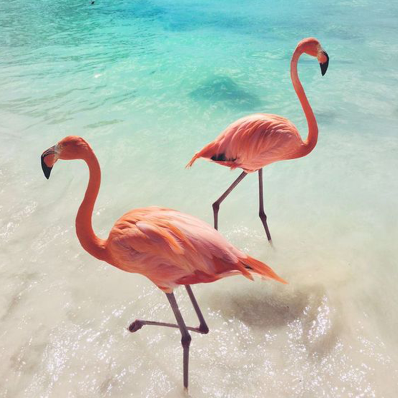MOKA_Body_'s tweet photo. Did you know despite the name Flamingo Beach, Flamingos are not native to Aruba and were brought from Venezuela by the Renaissance Hotel!? 🏖️
https://t.co/hJNXTgH7s1 https://t.co/0q6NvYmMdj