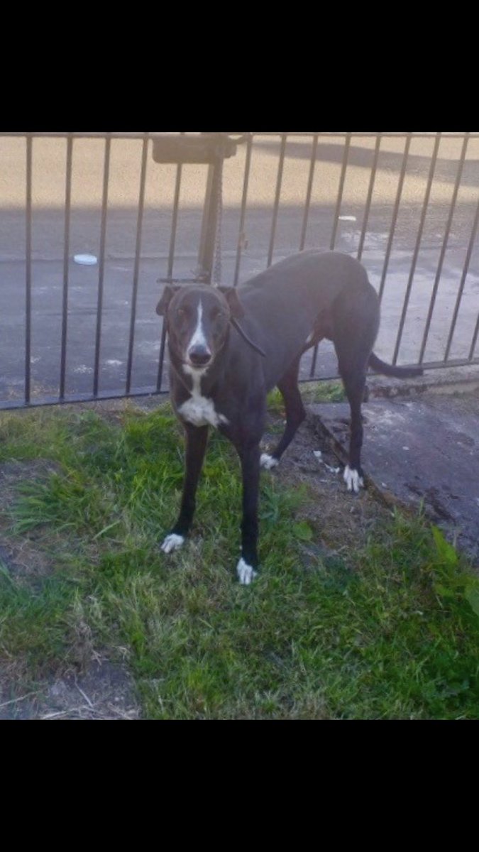 ShawfieldDogs's tweet photo. This Saturday we host the 150th race of one of our longest serving runners - Cruise Control! @GBGBStaff @RPGreyhounds @jkgreyhounds https://t.co/ltmt2radQb