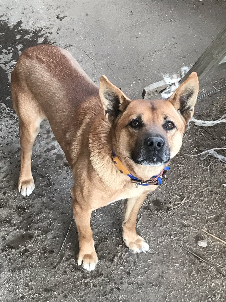 超いい人 家なき子のリュウとうちの犬 リュウ