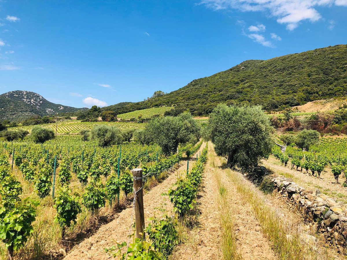 [Terroirs et Millésimes 2019] -  Une trentaine de journalistes du monde entier présents dans le #Languedoc pour la #languedocweek languedoc-wines.com/fr/posts/terro…