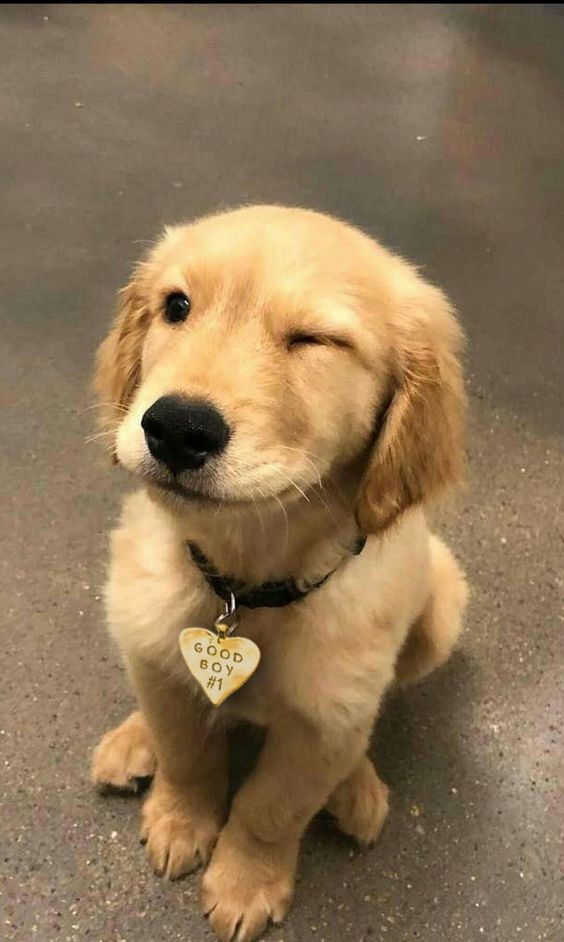 wink~🥰🥰🥰#dogoftheday #doglover  #pets #puppies #ilovemydog  #puppylove #petstagram  #puppiesofinstagram #dogs_of_instagram  #petsofinstagram #dogsofig #animals  #doglovers #doggy #pup #doglife  #animal #instapuppy  #instagramdog