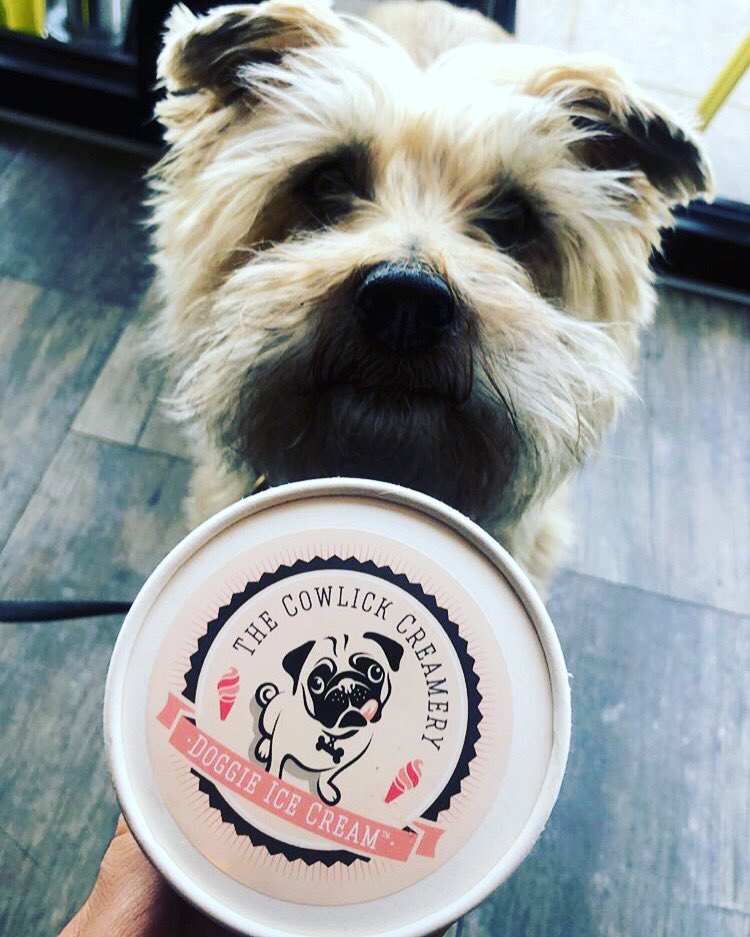 The Cowlick Creamery (@thecowlickmoos) on Twitter photo Happy puppy alert π¨ If your fur baby loves their Doggie ice cream send us your picks so they can star on our social media β₯οΈβΊοΈπ¦πΆ
#Pawsome #Doggieicecream
<a href="/BrunningFamily/">Brunning Host Pubs</a> <a href="/DoggyDevon/">Doggy Devon</a> <a href="/ADoggyDayOut/">A Doggy Day Out</a> @Exeter_Hour <a href="/Devon_Hour/">#DevonHour</a> <a href="/Plymouth_Hour/">PH</a> Happy puppy alert π¨ If your fur baby loves their Doggie ice cream send us your picks so they can star on our social media β₯οΈβΊοΈπ¦πΆ
#Pawsome #Doggieicecream
<a href="/BrunningFamily/">Brunning Host Pubs</a> <a href="/DoggyDevon/">Doggy Devon</a> <a href="/ADoggyDayOut/">A Doggy Day Out</a> @Exeter_Hour <a href="/Devon_Hour/">#DevonHour</a> <a href="/Plymouth_Hour/">PH</a>