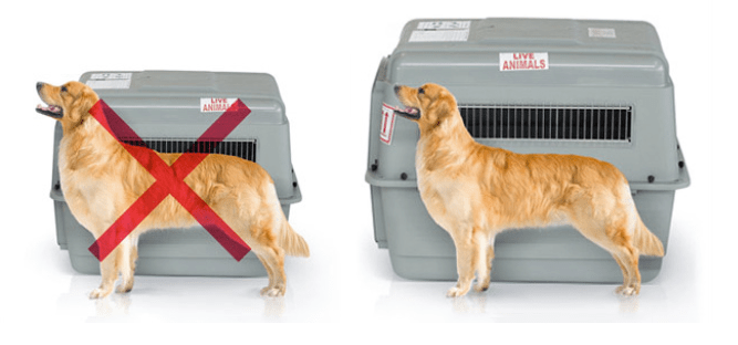 Viajar con #mascotas en #Chile. Normativa y consejos. Ver acá➡bit.ly/2Jw6KVz
<a href="/infoanimalchile/">Info Animal Chile 🇨🇱</a> <a href="/mascotas_online/">Mascotas Online</a>
<a href="/Amigosd4patas/">animalistas chile</a>