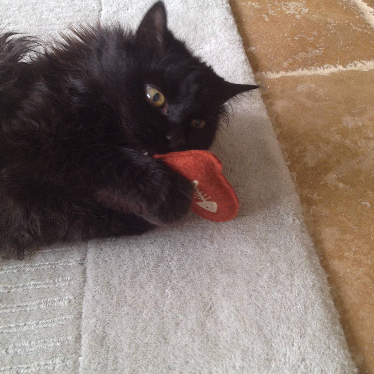 pawsbefunky's tweet photo. Don't even think about taking this back - it's now mine! #cat #toy #handmade #catnip
https://t.co/SsJfLsJub7 https://t.co/rFnbhj3IIn