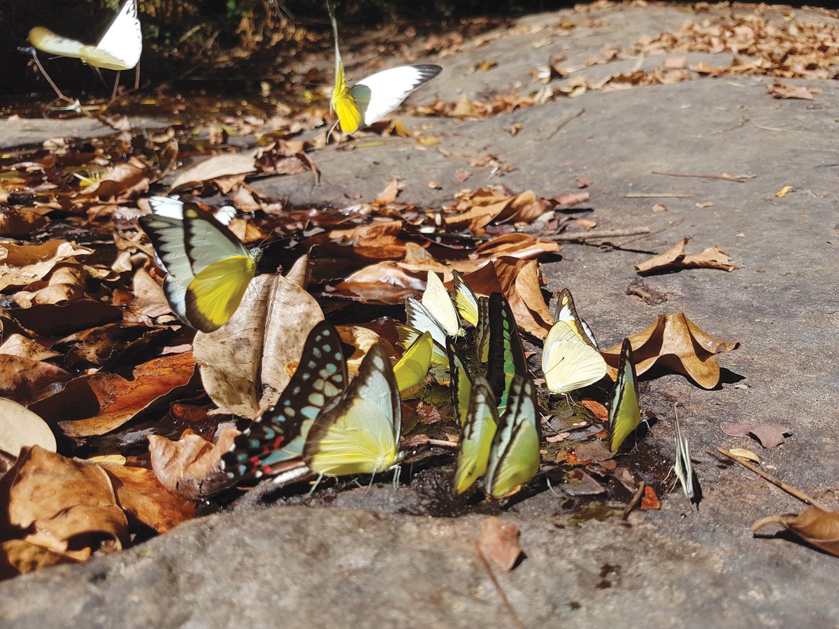 SonuShivdasani's tweet photo. Did you know that #KohKood, the island #SonevaKiri calls home, is more biodiverse than the entirety of the UK? #InternationalDayforBiologicalDiversity https://t.co/qQpCKX1IL5