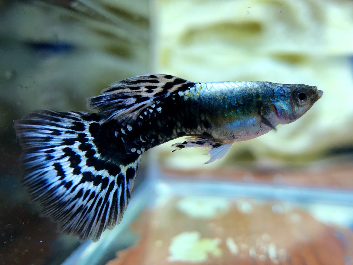 トップ100グッピー 淡水魚 最高の花の画像 トップ100グッピー 淡水魚 最高の花の画像