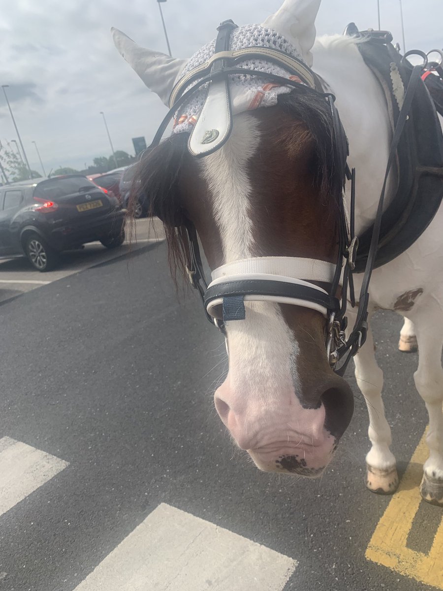 Stubbs9Louise's tweet photo. Horse and carriage doing laps of the grounds. Lovely to see the reaction on patients faces ❤️ thanks for arranging @RGNTeam2 @zuberpatel79 @LancashireCare https://t.co/noGwWj50Cv