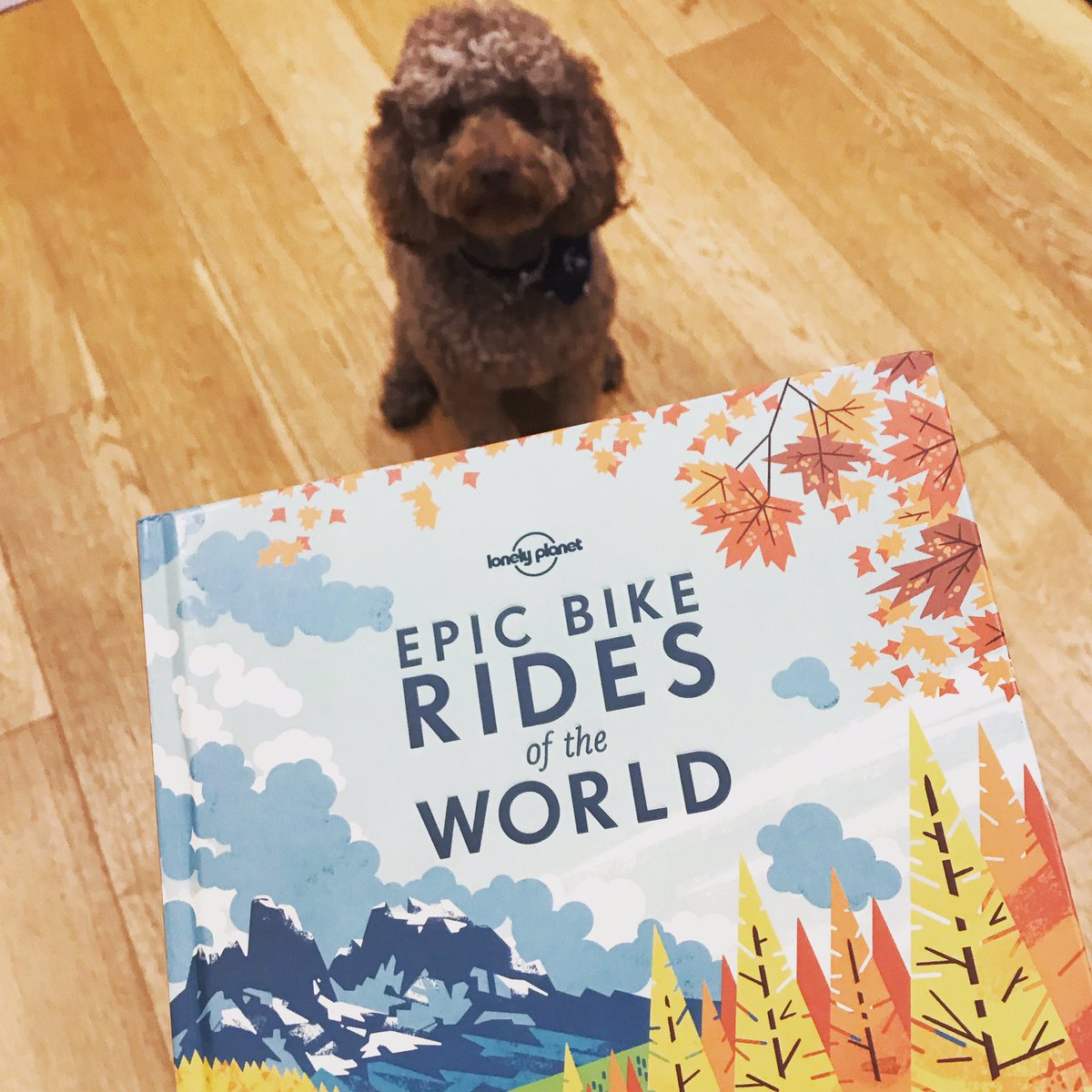 Where should we go?  #cycling #cyclingphotos