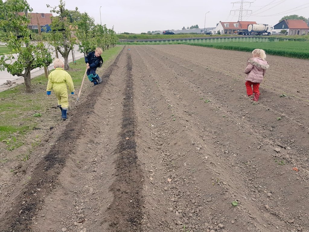 Onkruid trekken is ook gewoon veel handwerk. Gelukkig zijn er genoeg vrijwilligers! De aardappelen komen er ook uit