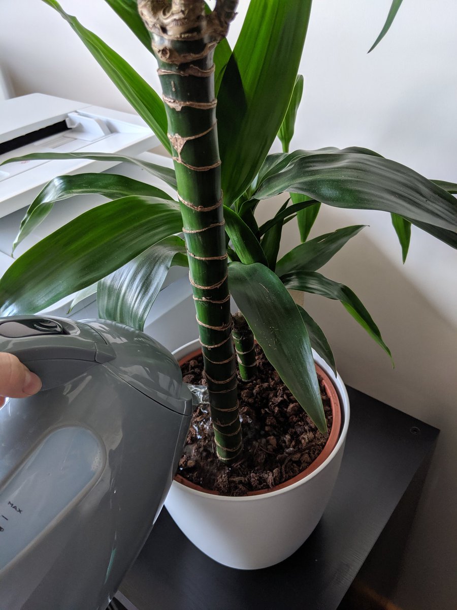 alix_evans's tweet photo. Office gardening at its finest! 🌵 @AsgardMarketing https://t.co/n3TsKQXJVS