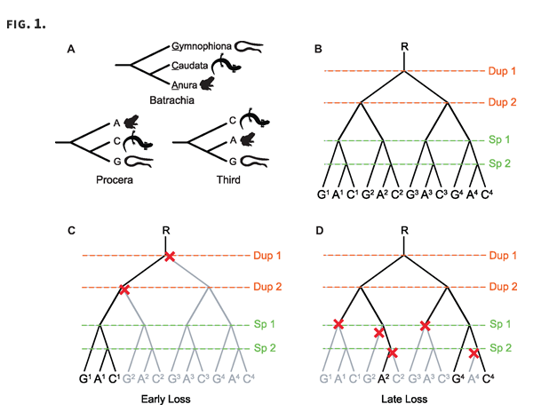 Hairy_Llama's tweet photo. The published version of @IGFS postdoc @telmatobita paper is out in MBE. An awesome study which all started in the Peruvian Amazon Jungle. Inadvertent Paralog Inclusion Drives Artifactual Topologies and Timetree Estimates in Phylogenomics. https://t.co/w8UIebJv0A https://t.co/1Io10MyPya