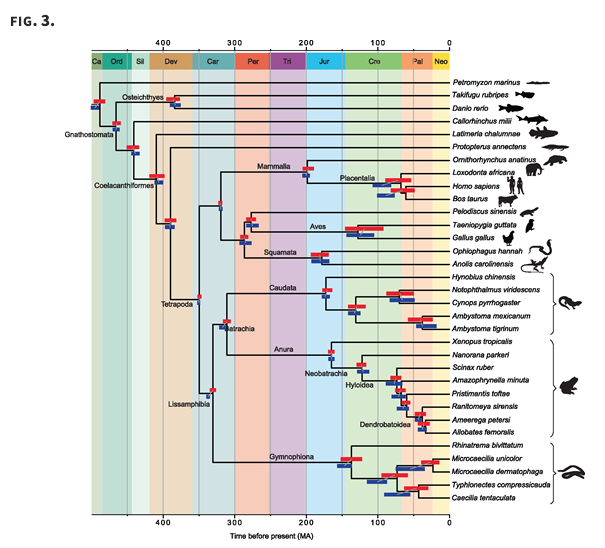 Hairy_Llama's tweet photo. The published version of @IGFS postdoc @telmatobita paper is out in MBE. An awesome study which all started in the Peruvian Amazon Jungle. Inadvertent Paralog Inclusion Drives Artifactual Topologies and Timetree Estimates in Phylogenomics. https://t.co/w8UIebJv0A https://t.co/1Io10MyPya