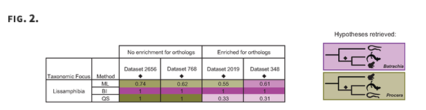 Hairy_Llama's tweet photo. The published version of @IGFS postdoc @telmatobita paper is out in MBE. An awesome study which all started in the Peruvian Amazon Jungle. Inadvertent Paralog Inclusion Drives Artifactual Topologies and Timetree Estimates in Phylogenomics. https://t.co/w8UIebJv0A https://t.co/1Io10MyPya