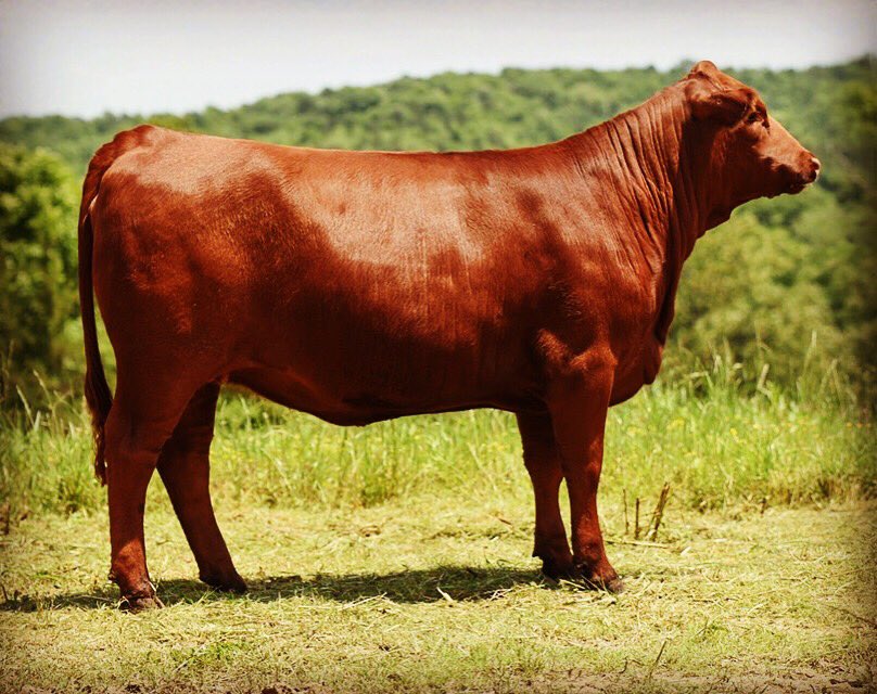 RBF FOXXY 85F2 in the IRBBA "Divas in Red" sale, June 1st. Lot 4 Direct from the elite selection of the 2018 Red Bud Farms Spring calves, “FOXXY” is a heifer that will stand tops in the show ring &amp; the front pasture. Low BW, with top 30% growth EPD’s.
Sale catalog @ our FB page.