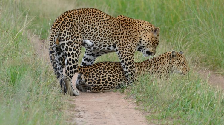 WildSignature's tweet image. #BestofKenyaSafari wildsignaturesafaris.com
