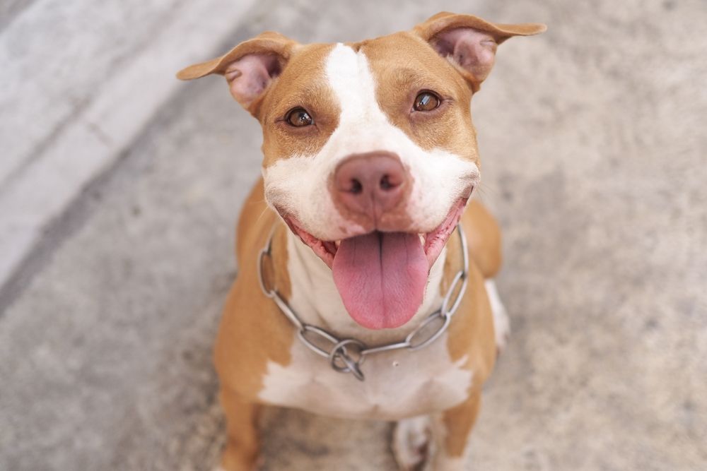 Houd potverdorie je pitbull aan de lijn als je aan de wandel bent met je lieve leuke viervoeter (zeker als je dat beest zelf niet onder controle hebt). #besprongentijdenshethardlopen #beetjebangwel #tiel