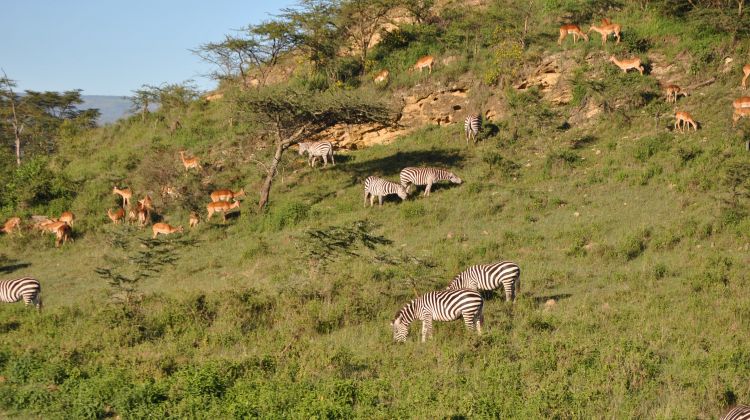 WildSignature's tweet image. #BestofKenyaSafari wildsignaturesafaris.com