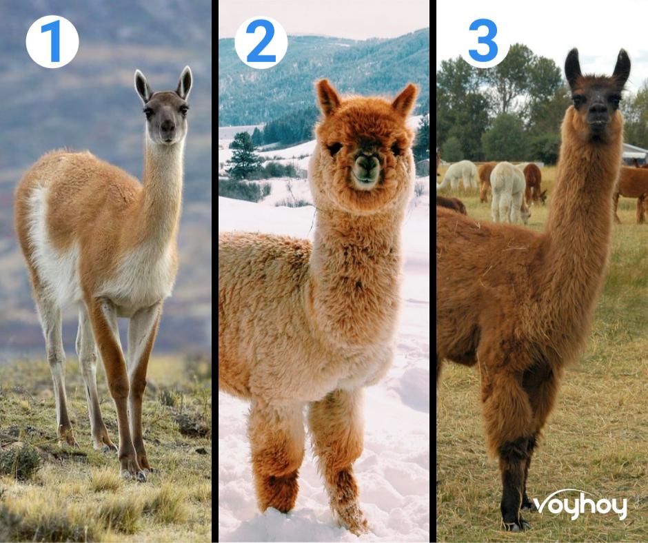 ❓ #reto ¡Parecidos pero no iguales! IDENTIFICA a nuestros amigos andinos: Llama, guanaco y vicuña. ¡Comenta!