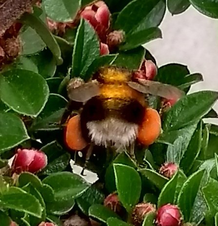 roobloo1's tweet photo. What's happened to this #bee on my Cotoneaster? His back is as vivid a colour as his #PollenSacks!Certainly stunning but unusual. #Bees @ElmaStrauch @LGSpace @donnarainey4 #LoveNature https://t.co/nYu1nVSrbm