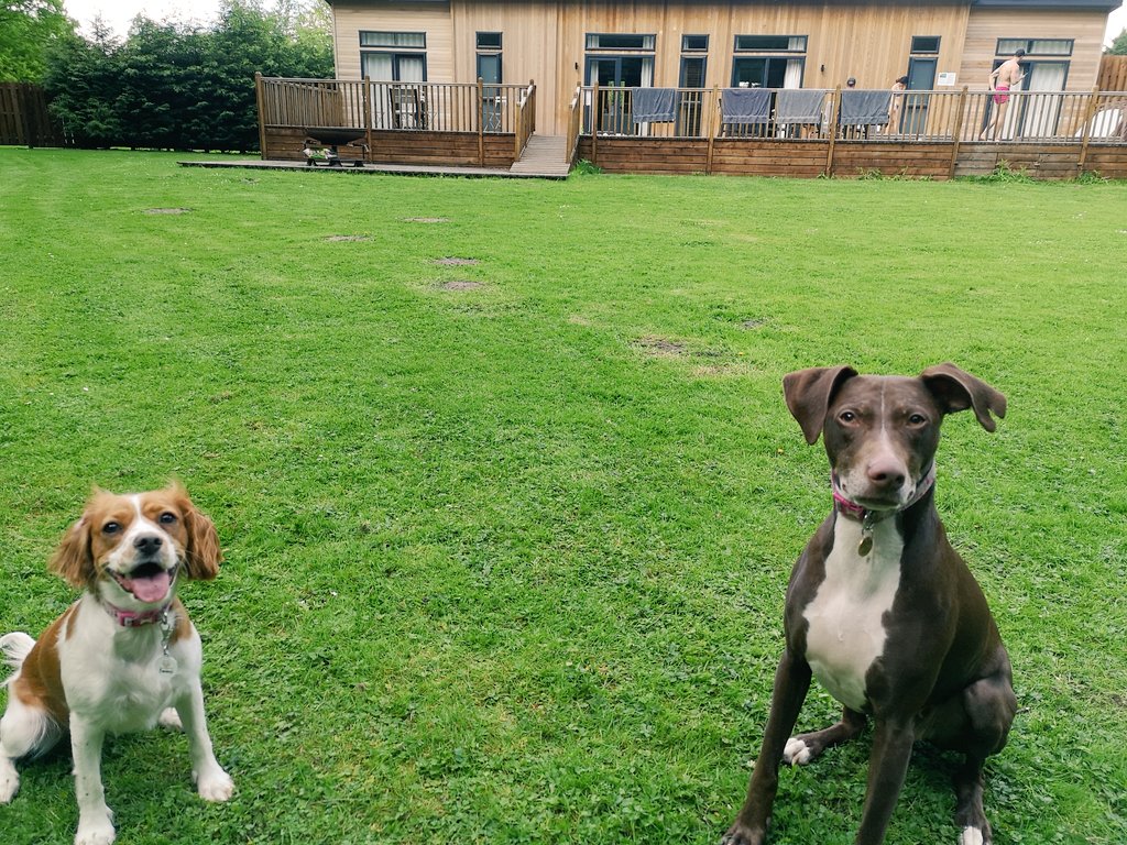 Corbett_Canines tweet media