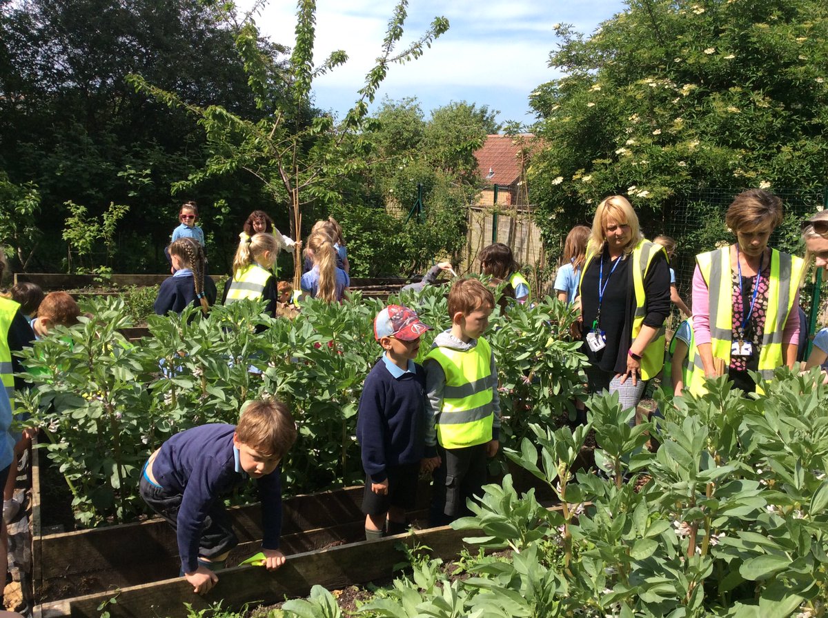 CCTurtle1's tweet photo. A lovely time at the moat garden seeing how much our vegetables have grown. 🌳🥕🥔 https://t.co/mPRLnnndJ1