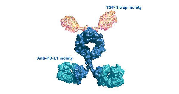 An #immunotherapy drug with two targets shows promise against HPV-related cancers: cancer.gov/news-events/ca… #PDL1 #CervicalCancer