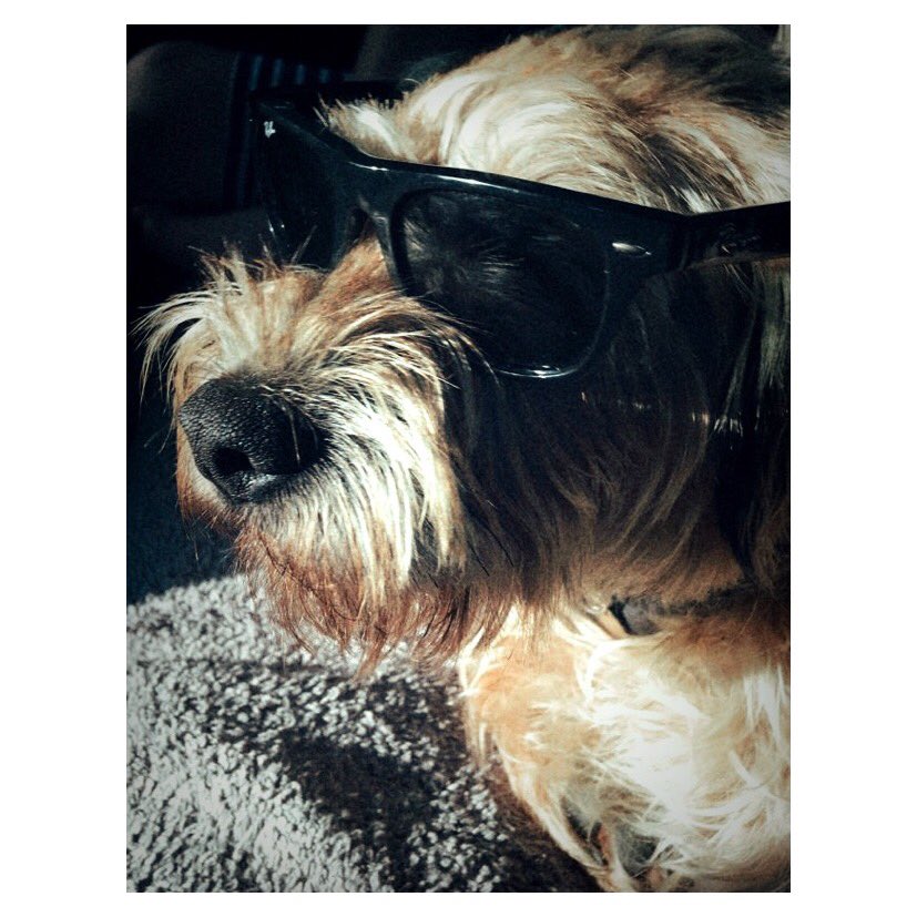 Here is our practice mascot Ted sporting a lovely pair of <a href="/rayban/">Akifumi Shibusawa</a> Wayfarers. Ted has informed all his doggy friends that wearing sunglasses in the sun is just as important as wearing suncream so he came to us to get a pair. Don’t get caught out in the sun. Be like Ted.