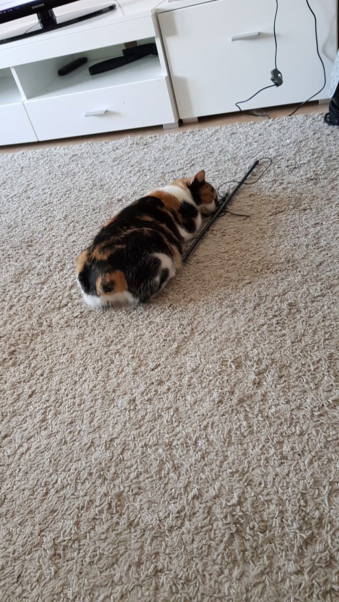 IsirisLoon's tweet image. Личинка коте охраняет игрушку