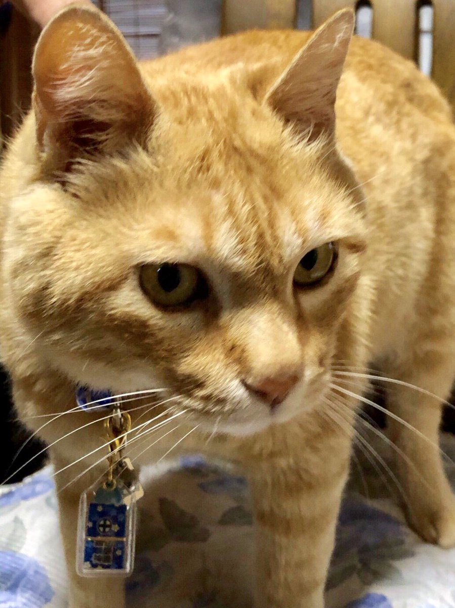 モモパンダ A Twitteren 鹿児島では ごっちゃんみたいな全身茶トラの猫を ヤス猫 って呼ぶのよ 島津の殿様がかわいがってた茶トラ猫の名前がヤスだったから 貿易船の守り神として大事にされたそうです 今は猫神様 ニャーฅ ฅ