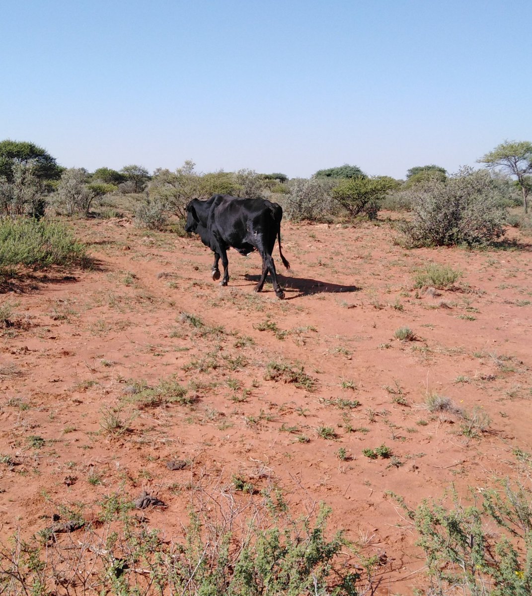 Found 2 today still looking for many more #stocktheft mo Taung ke kgwebo ra boga baruakgomo, leuba le lone ga le utlwalege